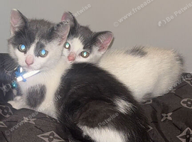2 male kittens