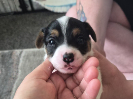 Stunning litter of jack russell puppies