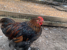Pekin Cockerel chicken