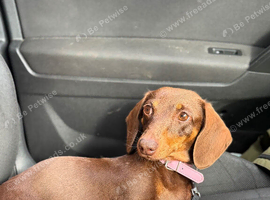 Chocolate female