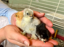 Day old Pekin Chicks