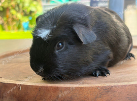Baby boy Guineapigs available now