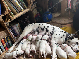 KC reg Dalmatian puppies