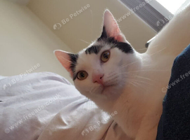 2 cats. 1 y/o and all accessories