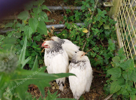 Trio of light sussex pallets 13 weeks old unrelated