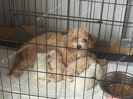 A stunning little of maltipoo pups