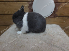 6 netherland dwalf rabbits