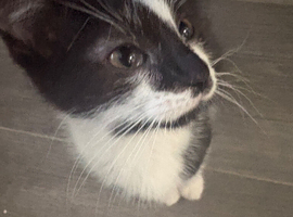 Kittens for sale