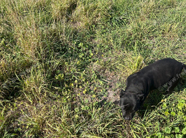 Staffordshire bull terrier