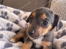 Jack russell puppies