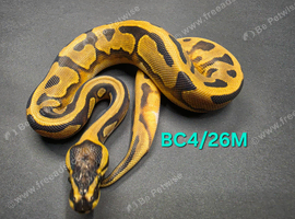 Low white enchi pied 100%het clown