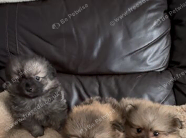 Gorgeous Pomeranian puppies for sale