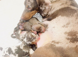 Dachshund puppies