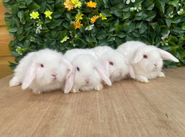 Mini lops Does and bucks