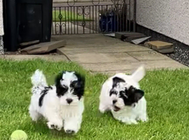 Havanese Maltese mix puppie