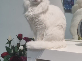 Laila the Turkish angora
