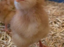 CHICKS ! Pure breed and large fowl selection including sexed females