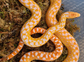 San Diego Gopher snakes. Adult Breeding Albino San Diego Gopher Snakes