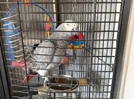 African Gray parrot