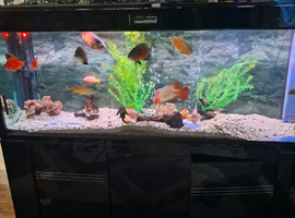 Tropical fish with or without 7ft tank