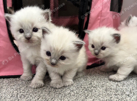 Pure ragdoll kittens