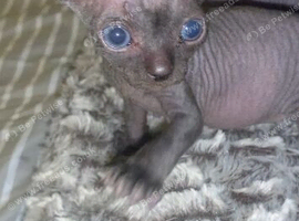 Sphynx kittens