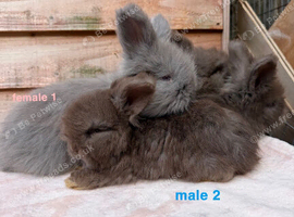 pedigree english angora