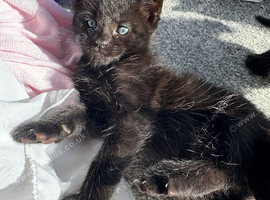 Kittens