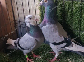 Racing pigeons