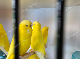 Budgies available