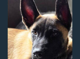 1 year old German shepherd