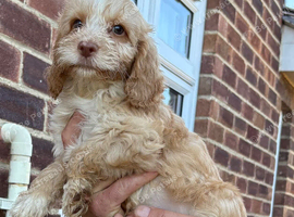 F1 Cockerpoo puppies ready to leave