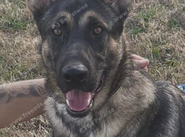 German shepherd 8 month MALE