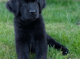 9 week old Newfoundland