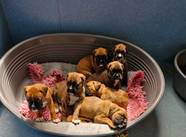 BEAUTIFUL KC PUPPIES