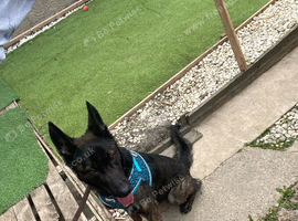 Dutch hurder shepherd