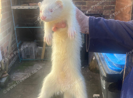 Ferrets for sale
