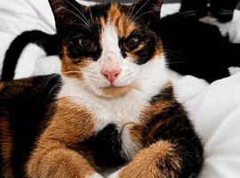 2 6 month old kittens for sale