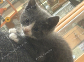 Please can you give these beautiful kittens a home