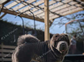WANTED Bear Coat Shar Pei Stud WANTED