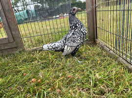 Pair of 4 month old Sebrights ( one cockerel & one pullet )