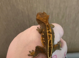 Crested gecko 6 months old