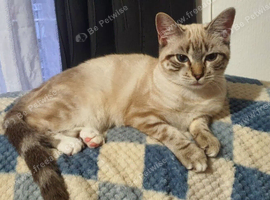 Ragdoll kitten