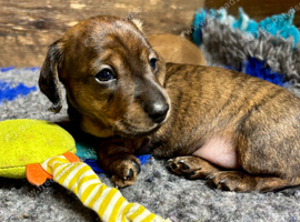 Dachshund puppies for sale