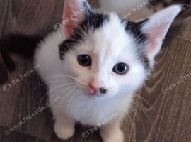 Kitten for sale &pound;80. Each