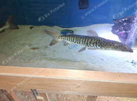 Redtail catfish hybrid and tiger shovelnose