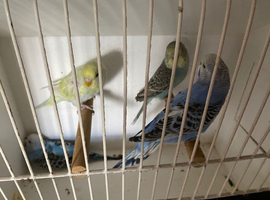 Baby budgies