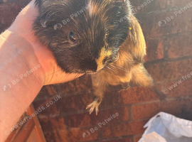 I have 4 guinea pigs for sale