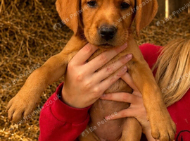 Wonderful red and black Labrador puppies from working lines