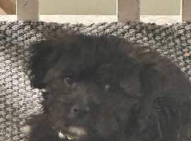 Puppy